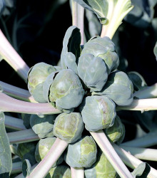 Kapusta růžičková Groninger - Brassica oleracea - osivo kapusty - 50 ks