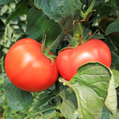 Rajče Tornado F1 - Solanum lycopersicum - osivo rajčat - 20 ks