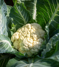 Květák Bora - Brassica oleracea - osivo květáku - 140 ks