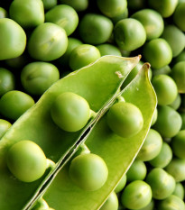 Hrách setý dřeňový Oskar - Pisum sativum - osivo hrachu - 80 ks