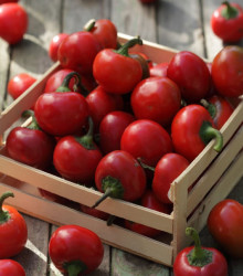 Chilli Large Red Cherry Hot - Capsicum annuum - osivo chilli - 7 ks