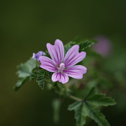 Sléz lesní - Malva sylvestris - osivo slézu - 10 ks