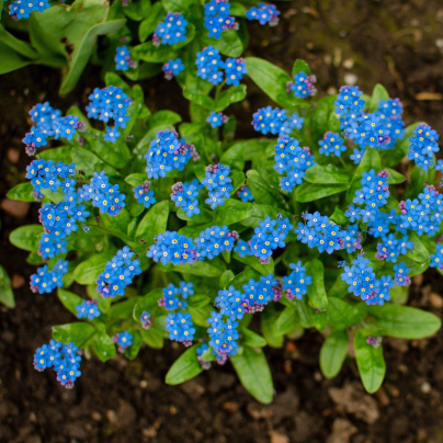 Pomněnka lesní Compindi - Myosotis sylvatica - osivo pomněnky - 100 ks