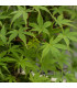 Javor japonský - Acer palmatum - prodej semínek javoru - 5 ks
