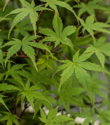 Javor japonský zelený - Acer palmatum - osivo javoru - 5 ks