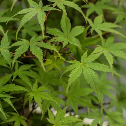 Javor dlanitolistý - Acer palmatum - osivo javoru - 5 ks