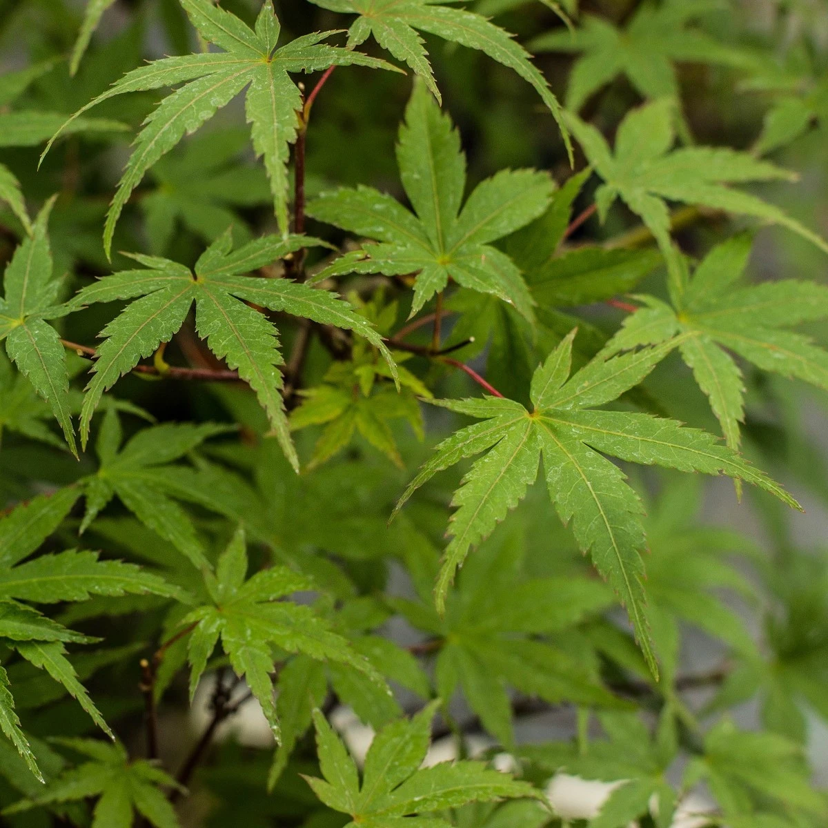 Javor dlanitolistý - Acer palmatum - osivo javoru - 5 ks