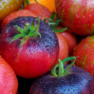 Rajče Artisan Purple Bumble Bee - Solanum lycopersicum - osivo rajčat - 5 ks