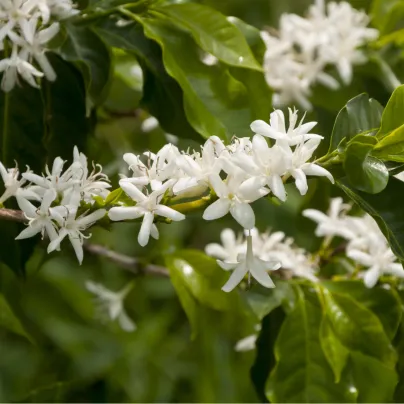 Kávovník arabský zakrslý - Coffea arabica nana - osivo kávovníku - 5 ks