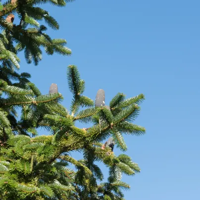Jedle východohimalájská - Abies spectabilis - osivo jedle - 7 ks