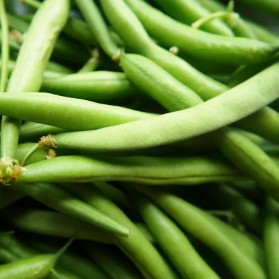 Fazole tyčková Neckarkönigin - Phaseolus vulgaris - osivo fazole - 30 ks