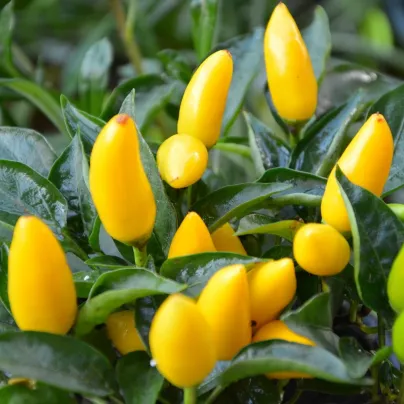 Chilli Kordara - Capsicum baccatum - osivo chilli - 30 ks