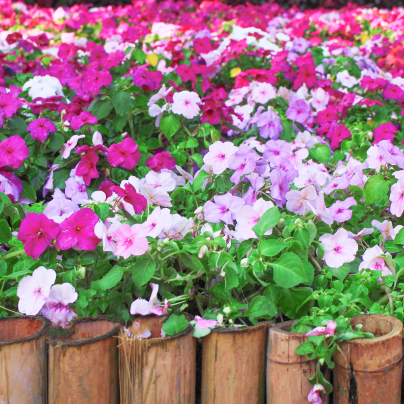 Netýkavka Balzamína směs barev - Impatiens balsamina - osivo netýkavky - 100 ks