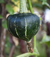 Tykev velkoplodá Buttercup Burgess - Cucurbita maxima - osivo tykve - 5 ks