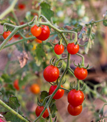 Divoké rajče rybízové Sweet Pea - Solanum pimpinellifolium - osivo rajčat - 6 ks