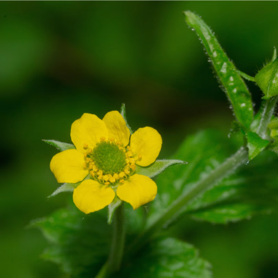 Kuklík městský - Geum urbanum - osivo kuklíku - 50 ks
