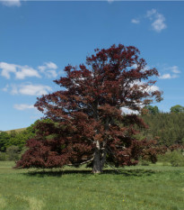 Buk lesní Atropurpurea - Sylvatica Atropurpurea - osivo buku - 7 ks