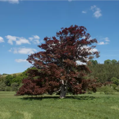 Buk lesní Atropurpurea - Sylvatica Atropurpurea - osivo buku - 7 ks