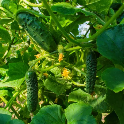 Okurka nakládačka Dafne F1 - Cucumis sativus - osivo okurky - 20 ks