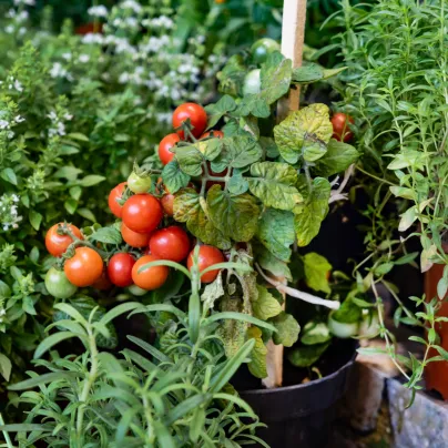 Rajče cherry Tumbler - Solanum lycopersicum - osivo rajčat - 6 ks