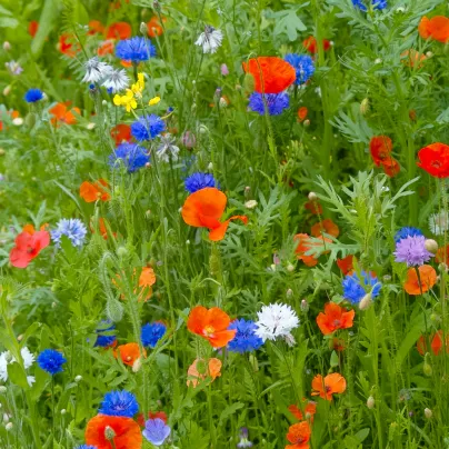 Letničky Last Minute - směs - osivo letniček - 0,5 g