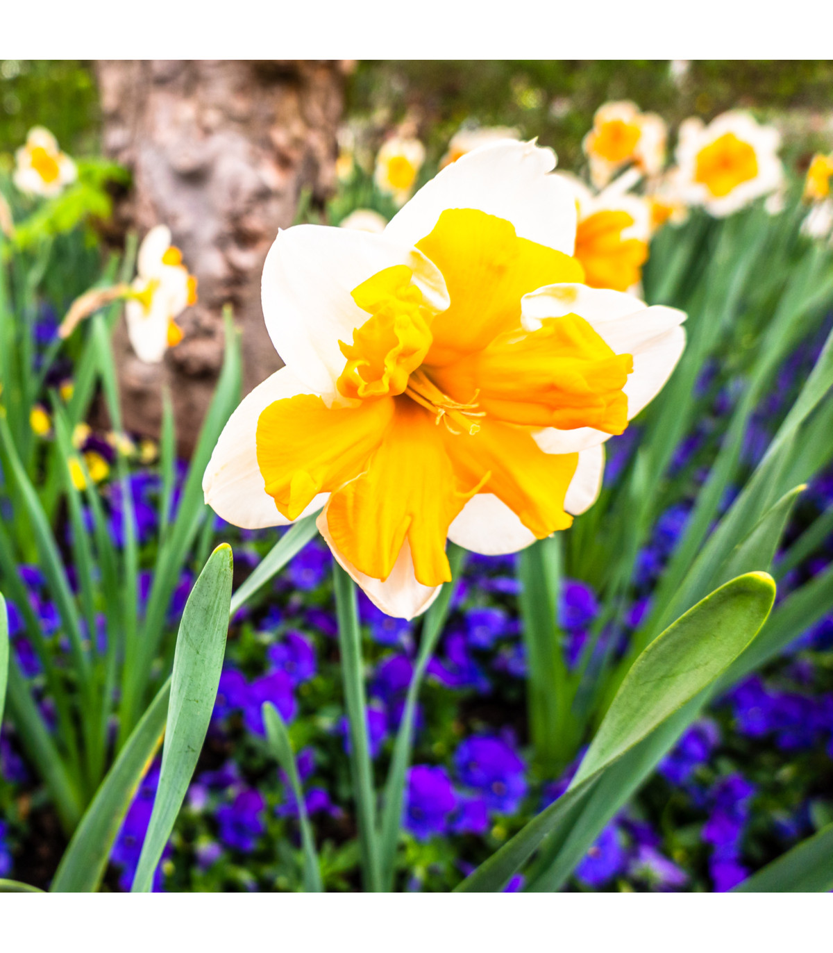 Narcis Orangery - Narcissus - cibule narcisů - 3 ks