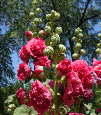 Topolovka Chaters Scarlet - Alcea rosea - osivo topolovky - 30 ks