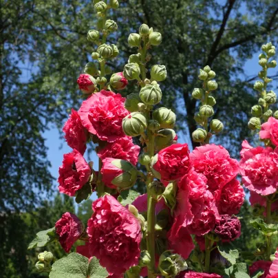 Topolovka Chaters Scarlet - Alcea rosea - osivo topolovky - 30 ks