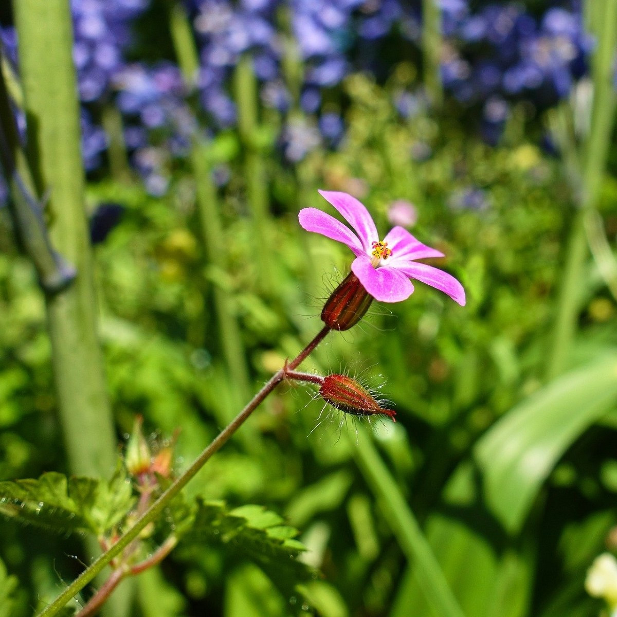 BIO Kakost smrdutý - Geranium robertianum - bio osivo kakostu - 10 ks