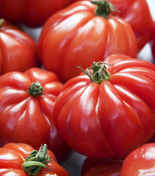 BIO Rajče Marmande - Lycopersicon Esculentum - bio osivo rajčat - 15 ks