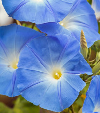 Povíjnice modrá - Ipomoea rubro-coerulea - osivo povíjnice - 25 ks