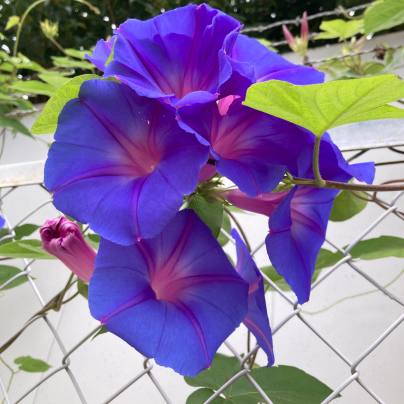 Povíjnice Scarlet O´Hara - Ipomoea purpurea - osivo povíjnice - 25 ks