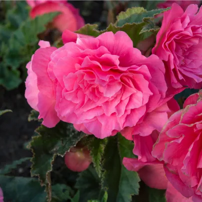 Begonie plnokvětá růžová - Begonia superba - hlízy begónie - 2 ks