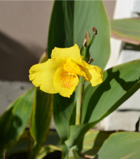 Dosna Yellow Humbert - Canna - hlízy dosny - 1 ks