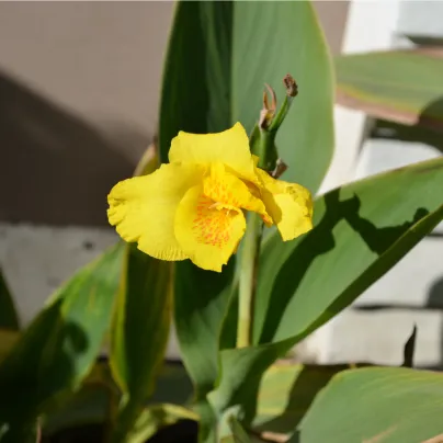 Dosna Yellow Humbert - Canna - hlízy dosny - 1 ks