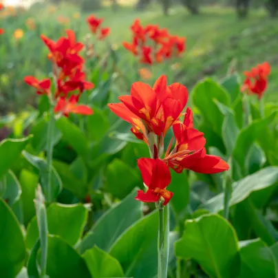 Dosna Happy Carmen - Canna - cibulky dosny - 1 ks