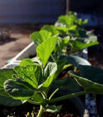 Tykev k roubování Routpower F1 - Cucurbita maxima x moschata - osivo tykve - 10 ks