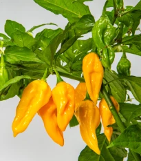 Chilli Devils Tongue Yellow - Capsicum chinense - osivo chilli - 7 ks