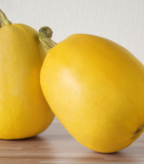 Tykev špagetová - Cucurbita pepo - osivo tykve - 5 ks