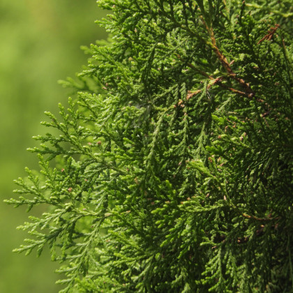 Jalovec čínský - Juniperus chinensis - osivo jalovce - 5 ks
