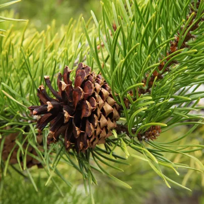 Borovice pokroucená - Pinus contorta - osivo borovice - 7 ks