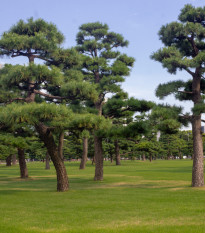 Borovice japonská černá - Pinus thunbergii - osivo borovice - 5 ks