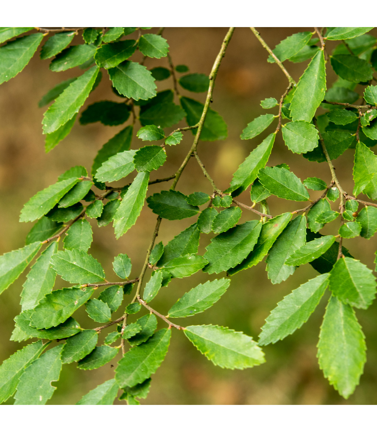 Jilm čínský - Ulmus parvifolia - prodej semen bonsají - 10 ks