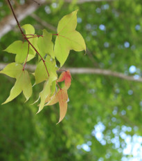 Javor Bürgerův - Acer buergeranum - osivo javoru - 5 ks