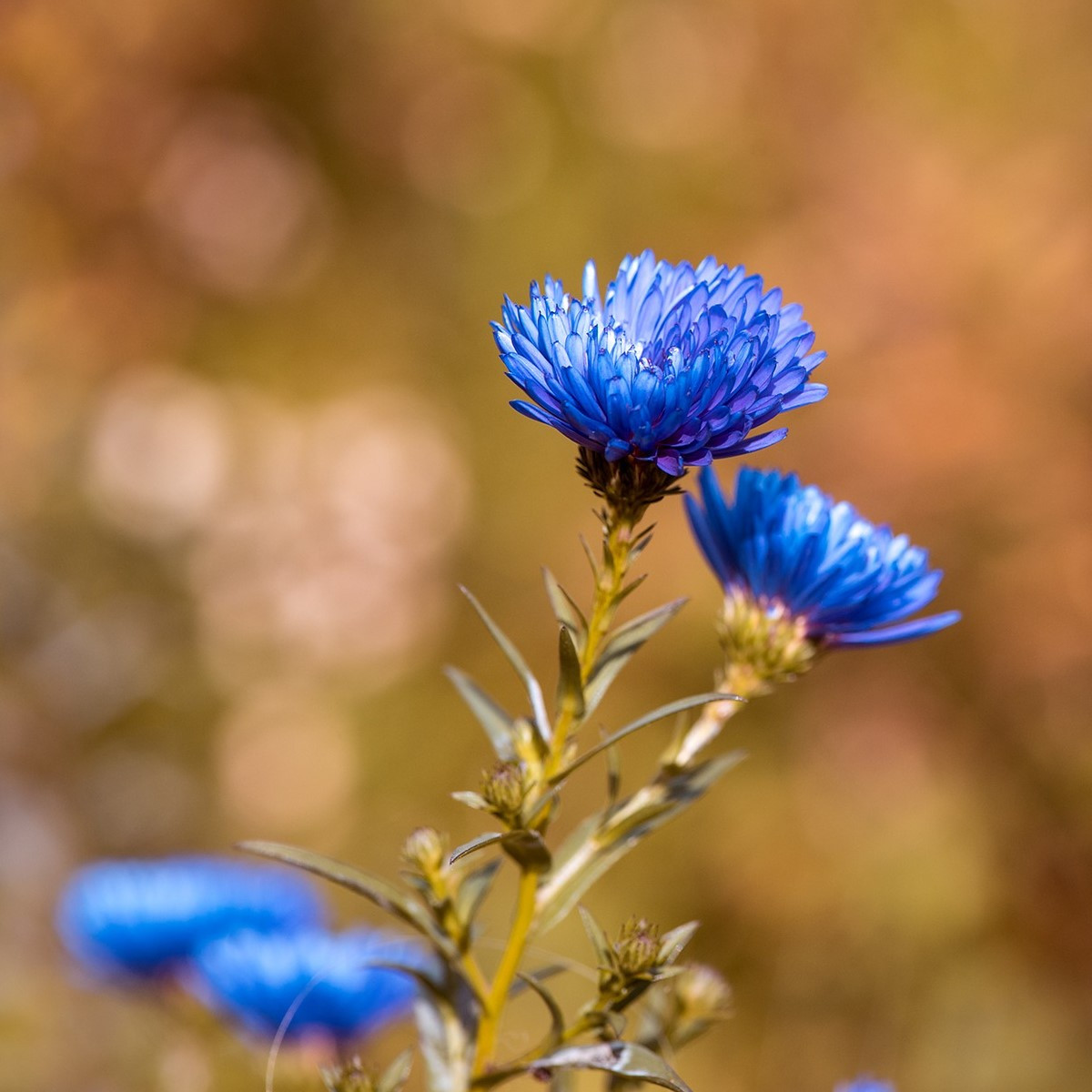 Letničky Zahradní sen v modrém - směs - osivo letniček - 0,9 g