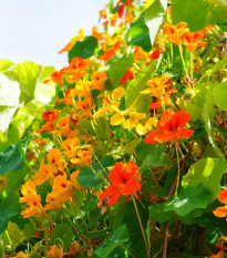 Lichořeřišnice větší Out of Africa - Tropaeolum majus - osivo lichořeřišnice - 15 ks