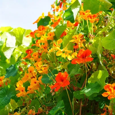 Lichořeřišnice větší Out of Africa - Tropaeolum majus - osivo lichořeřišnice - 15 ks