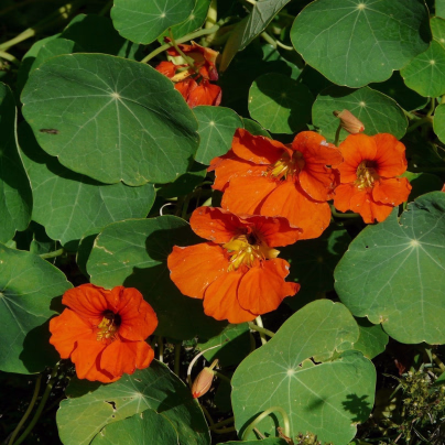 Lichořeřišnice větší Tom Pouce směs - Tropaeolum majus - osivo lichořeřišnice - 15 ks