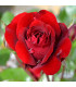 Růže velkokvětá červená - Rosa - prostokořenná sazenice růže - 1 ks