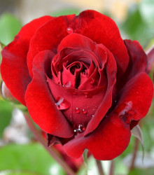 Růže velkokvětá červená - Rosa - prostokořenné sazenice růží - 1 ks